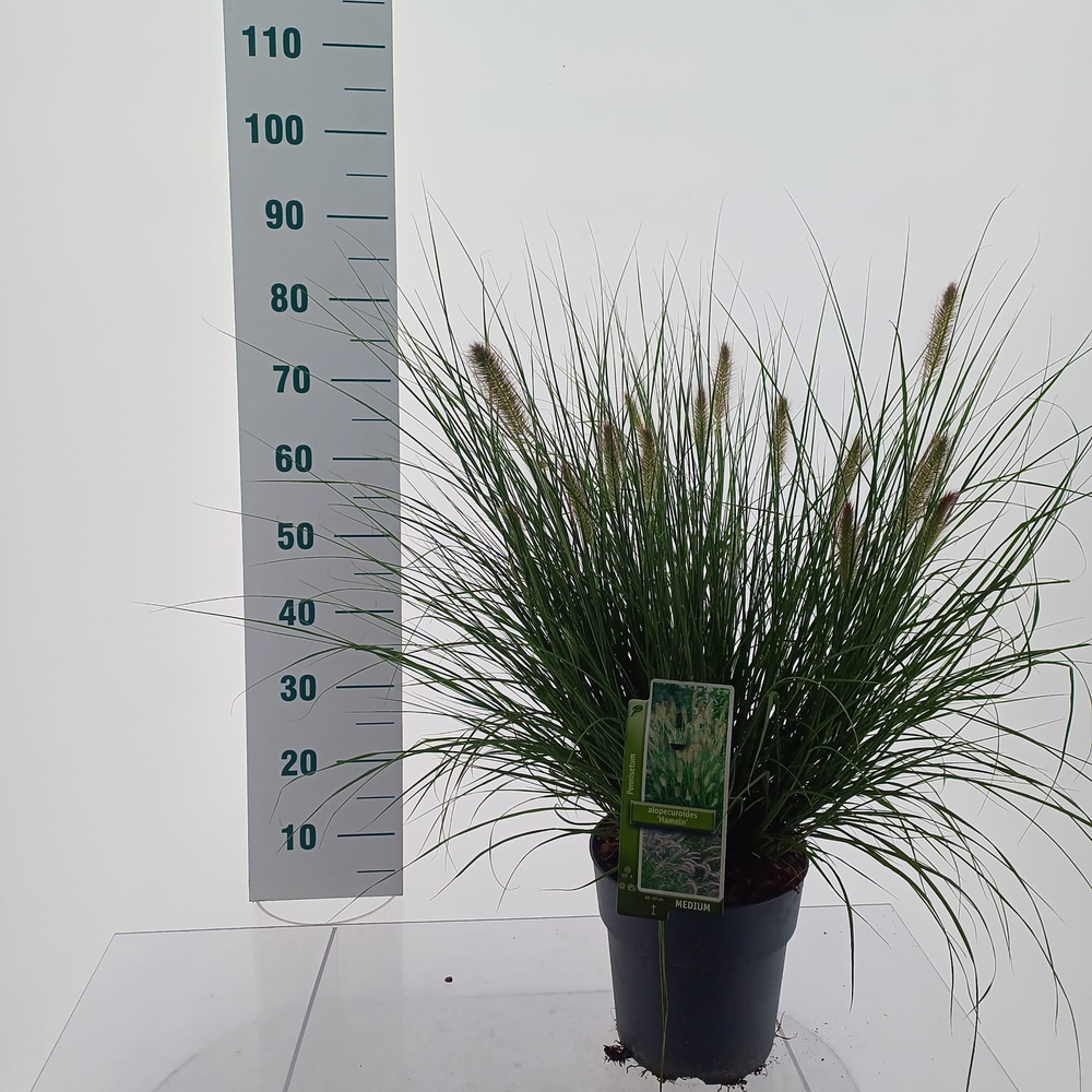 Pennisetum alopecuroides 'Hameln'.