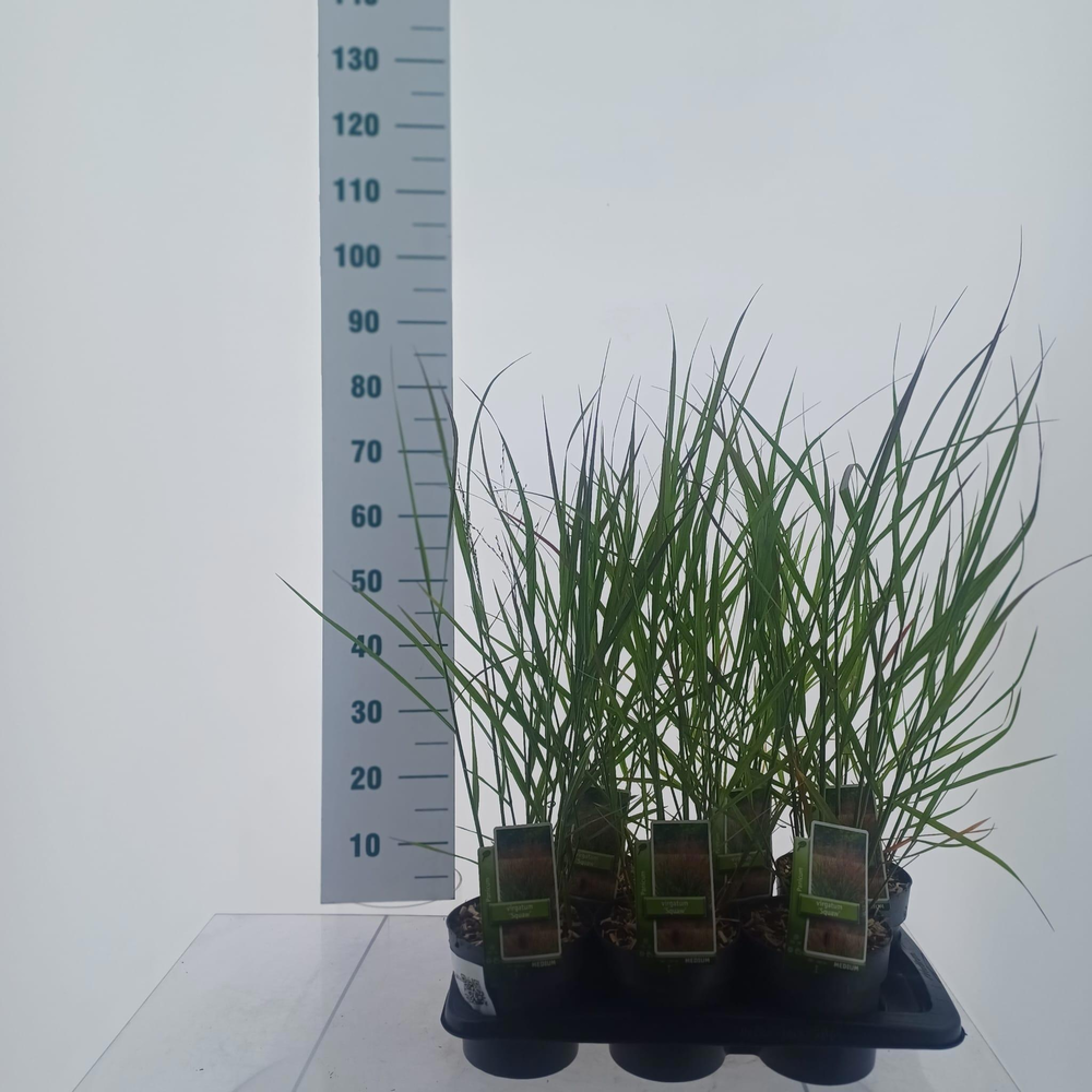 Panicum virgatum 'Squaw'.