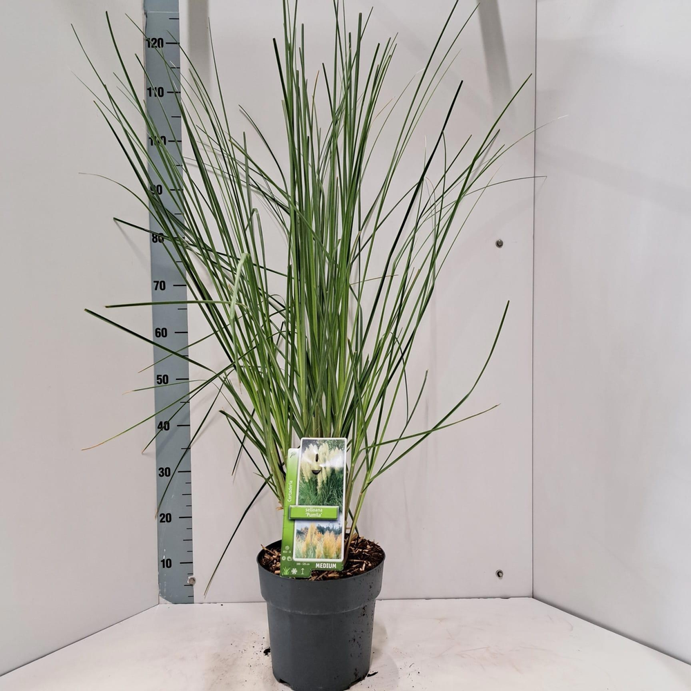 Cortaderia selloana 'Pumila'.