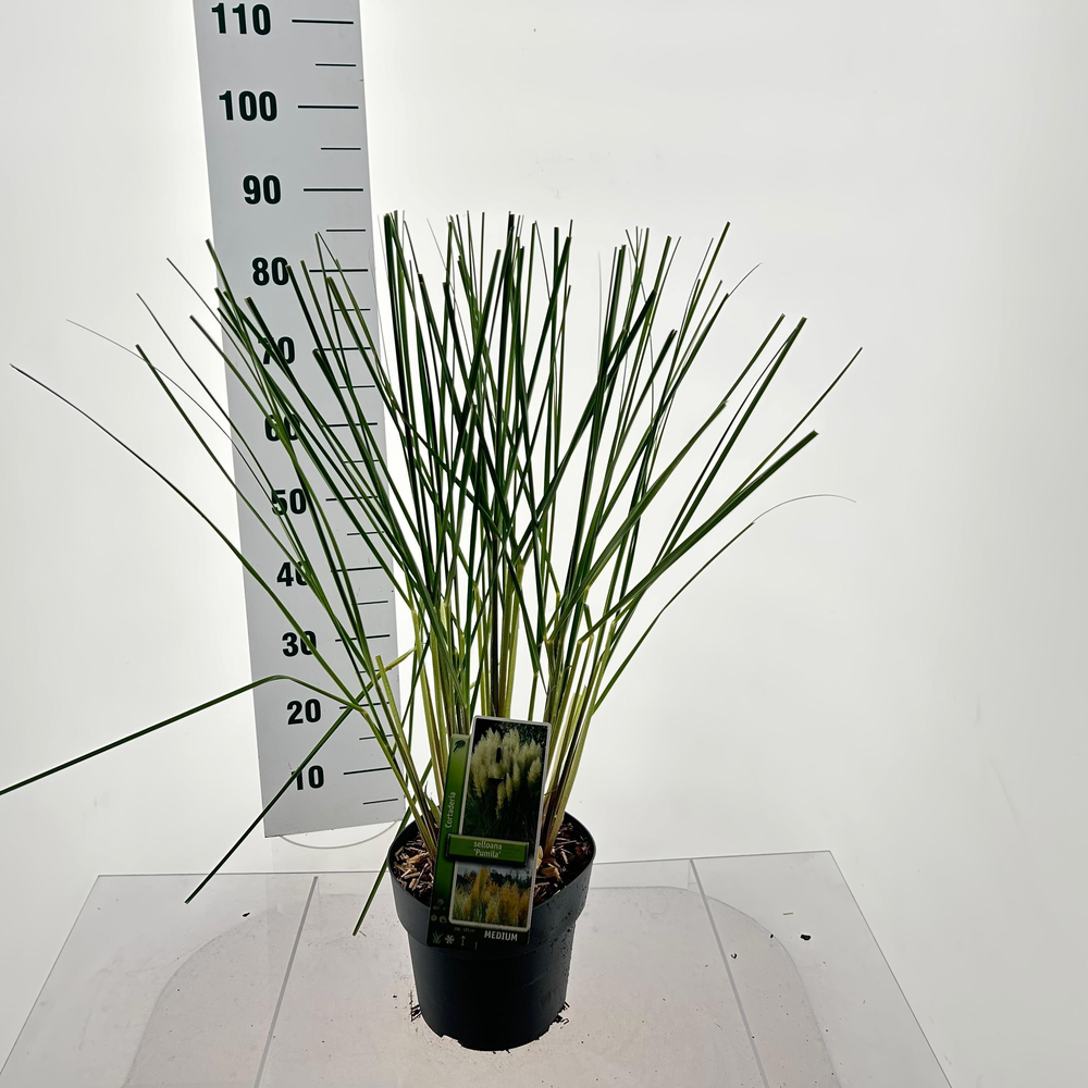 Cortaderia selloana 'Pumila'.