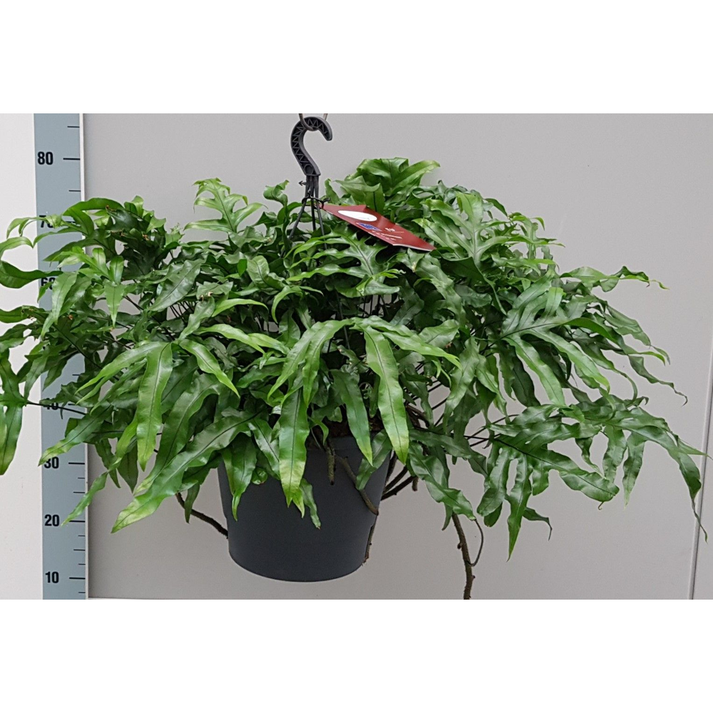 Microsorum Diversifolium 25cm.