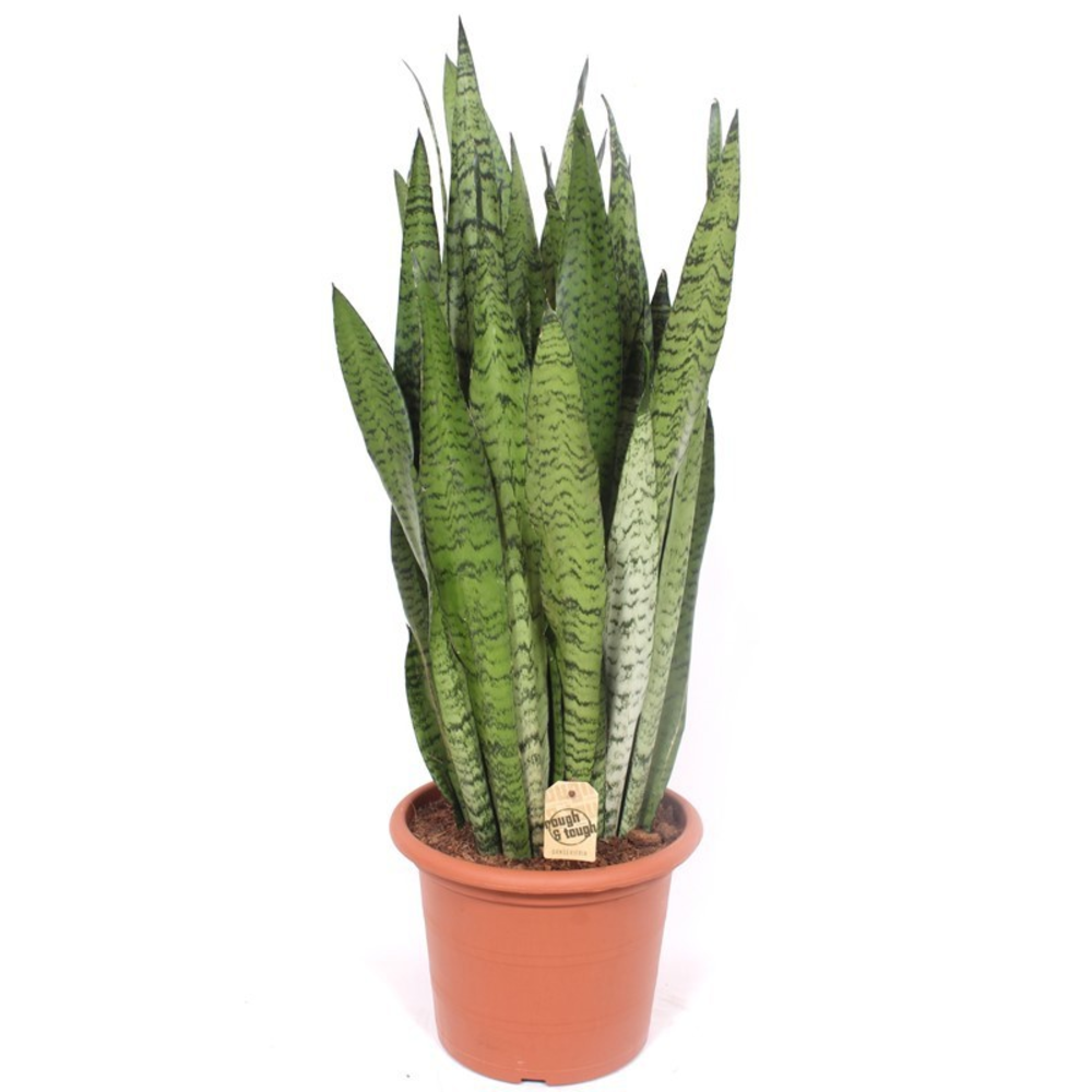 Sansevieria zeylanica.