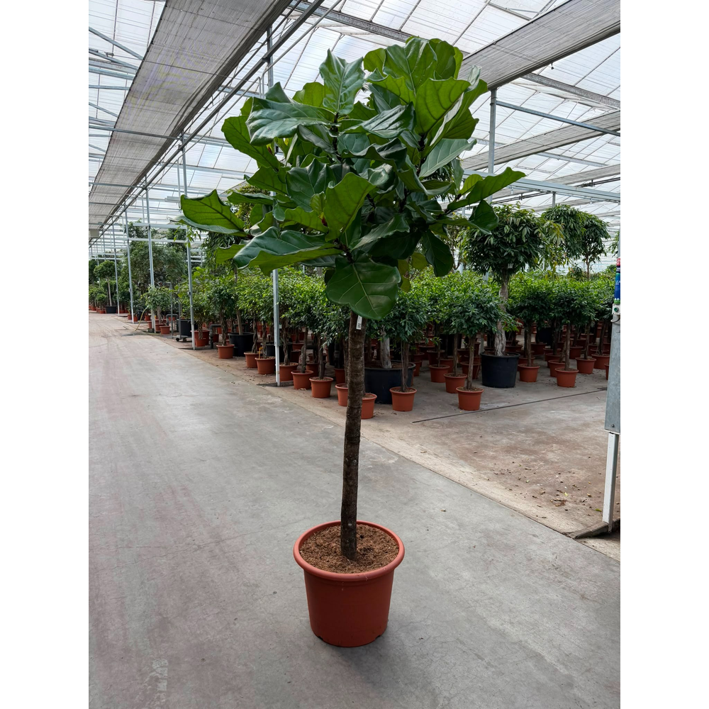 Ficus lyrata.