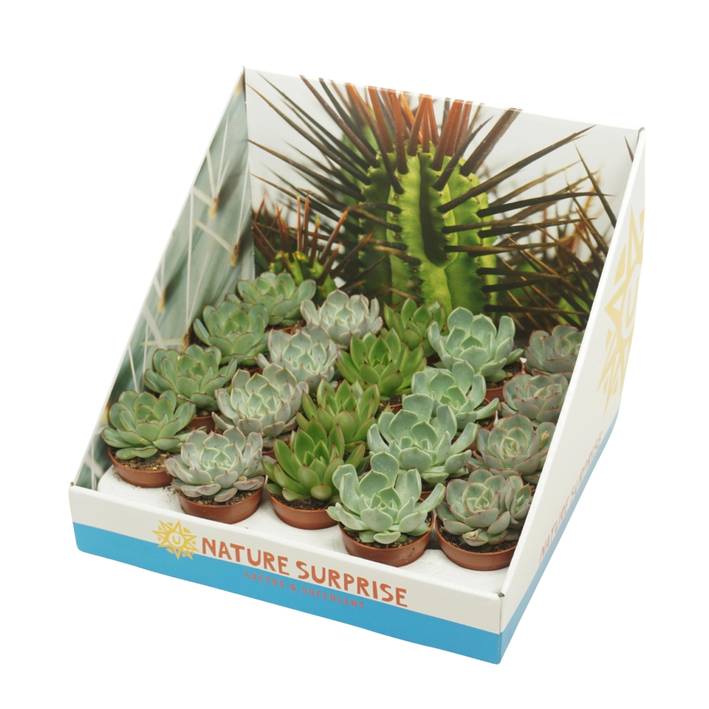 Echeveria mix 5,5 cm in presentatiedoos.