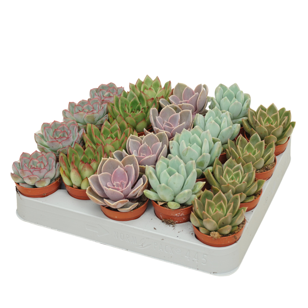 Echeveria mix 5,5 cm.