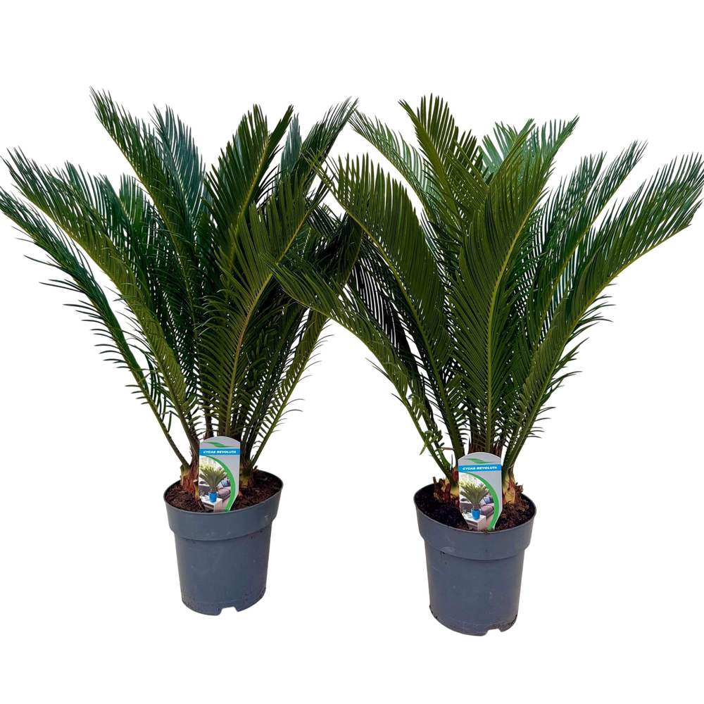 Cycas revoluta P17.