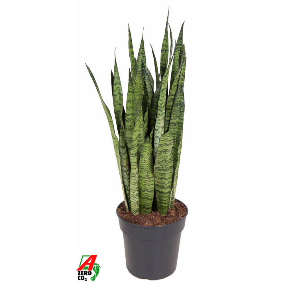 Sansevieria Zeylanica P27.