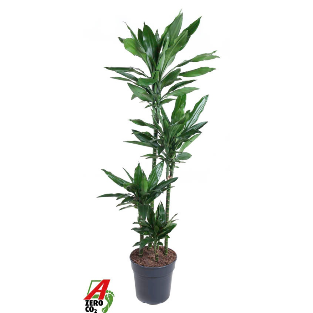 Dracaena Janet Lind 90-60-30-15.