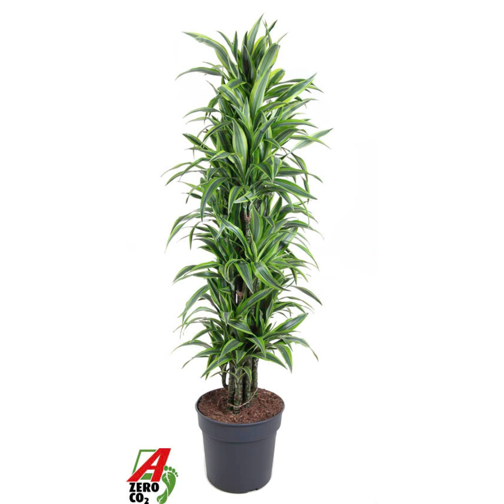 Dracaena Lemon Lime vertakt P34.