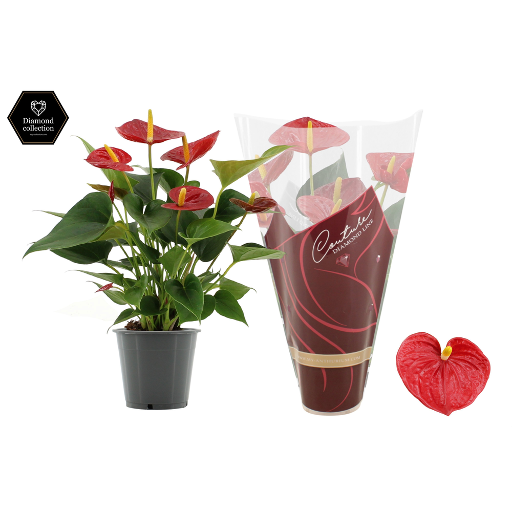 Anthurium Diamond Red in Couture Diamond Line Purp.