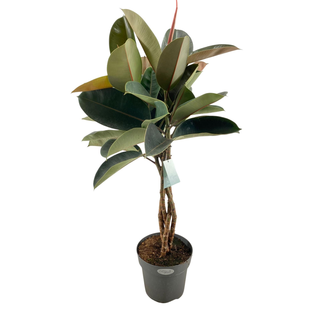 Ficus Elastica Burgundy gevlochten stam p24.