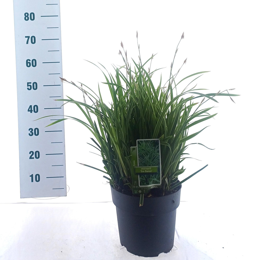 Carex morrowii 'Ice Dance'.