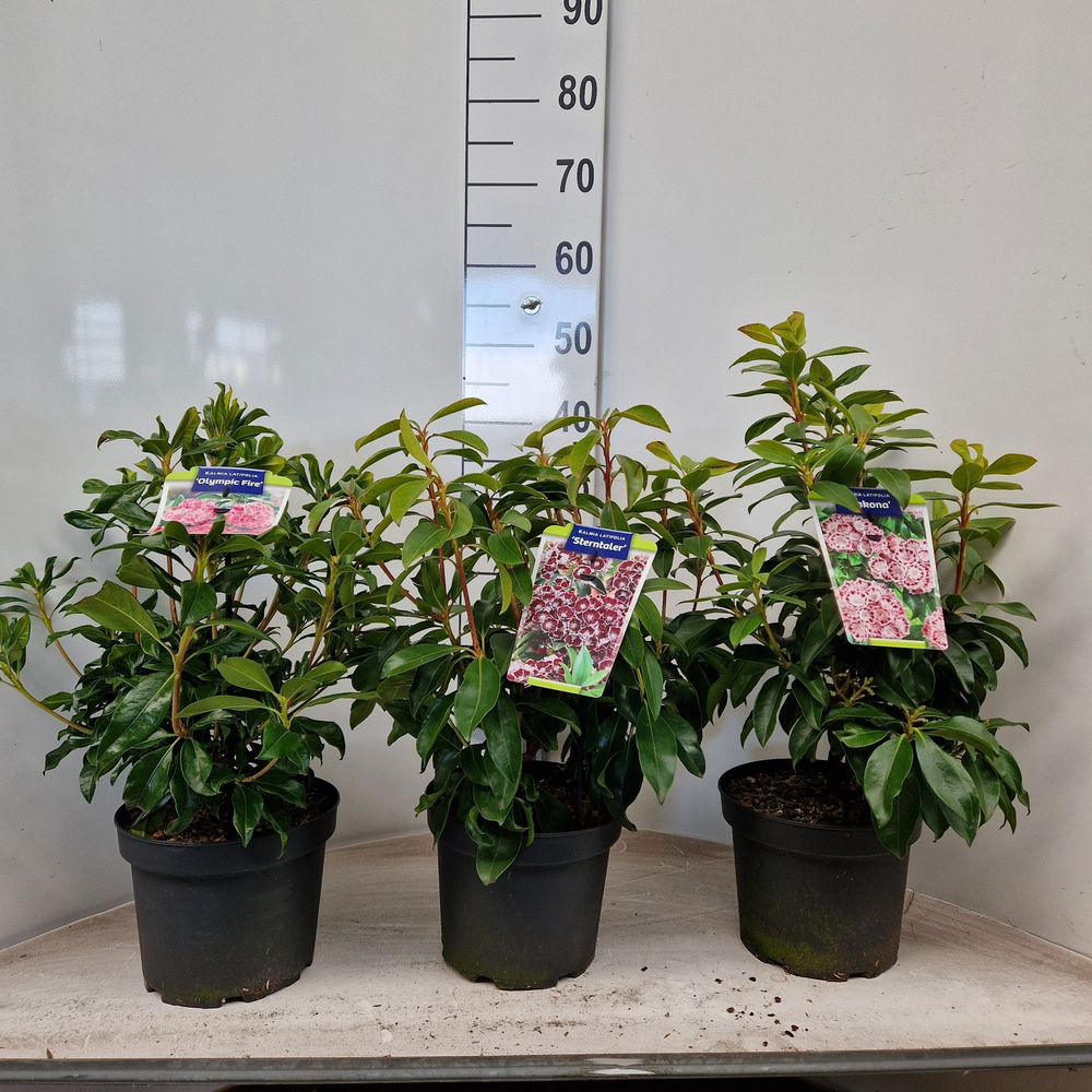 Kalmia latifolia in soorten (minimum order one lay.