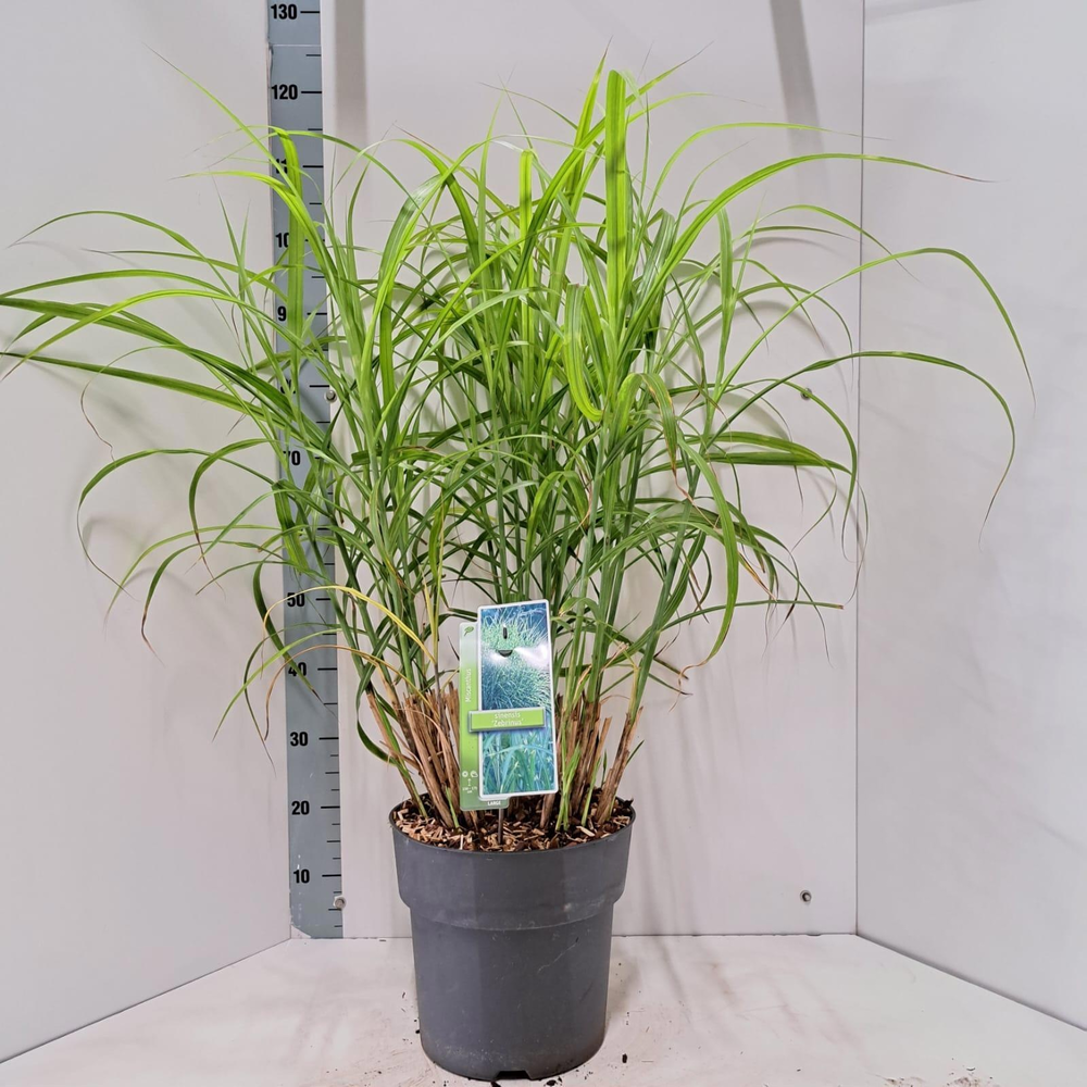 Miscanthus sin. 'Zebrinus'.