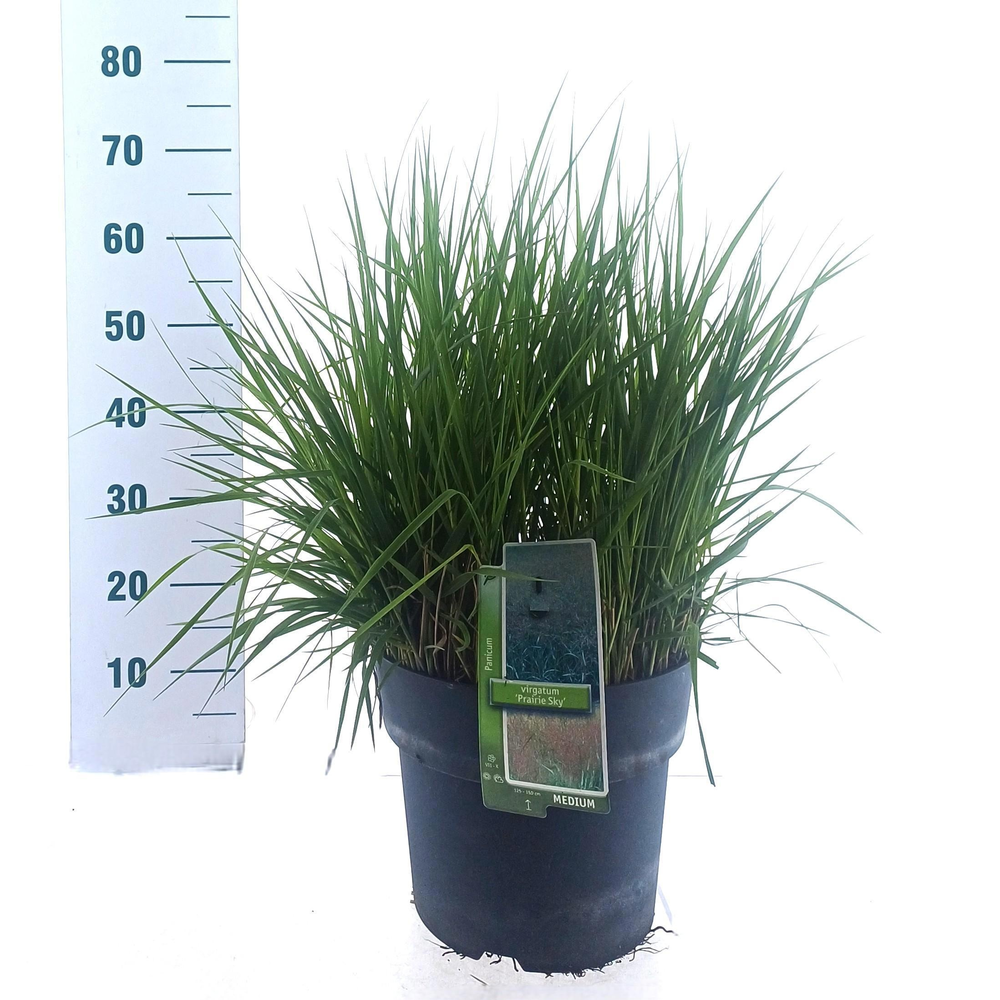 Panicum virgatum 'Prairie Sky'.
