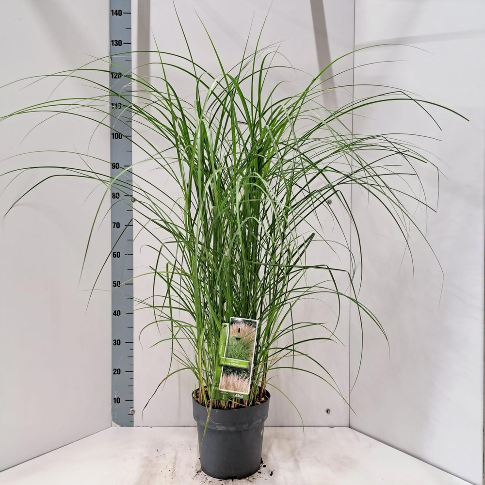 Miscanthus sin. 'Kleine Silberspinne'.