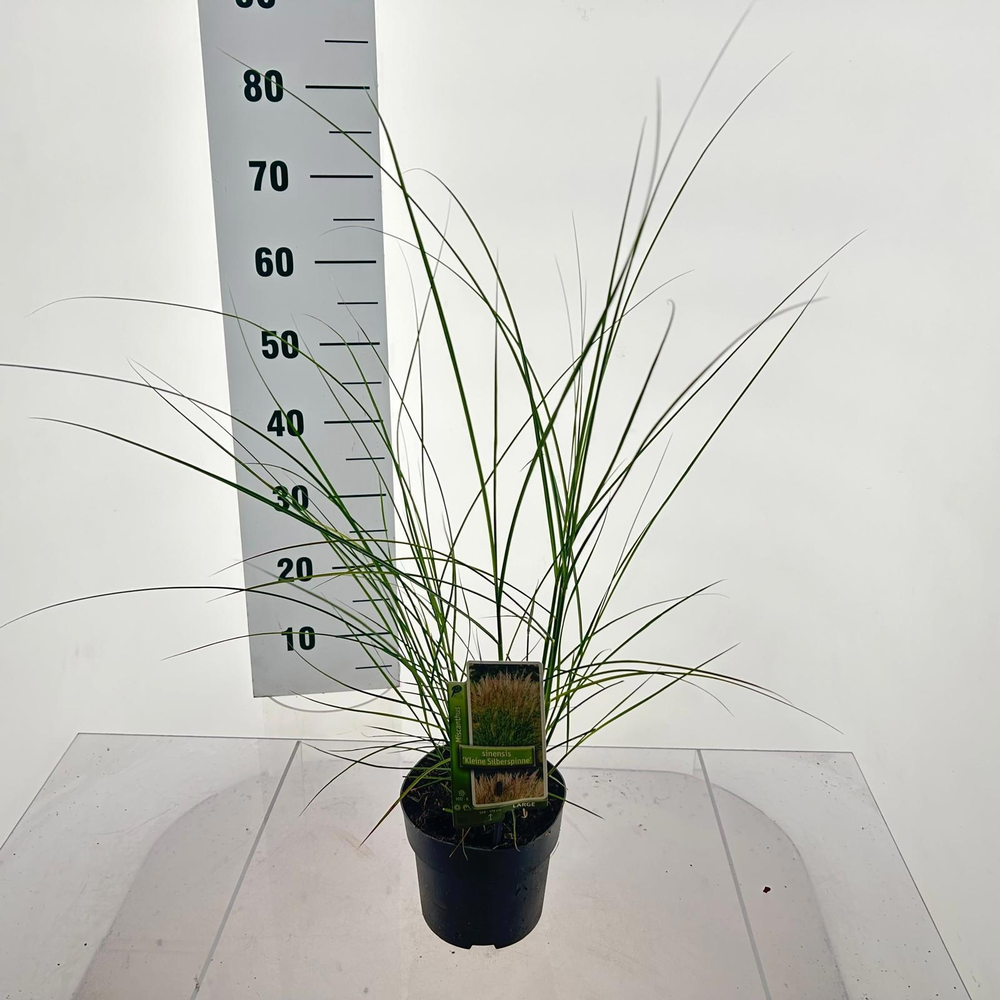 Miscanthus sin. 'Kleine Silberspinne'.