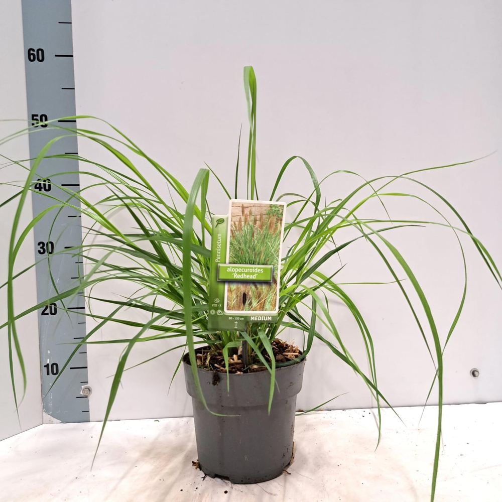 Pennisetum alopecuroides 'Red Head'.
