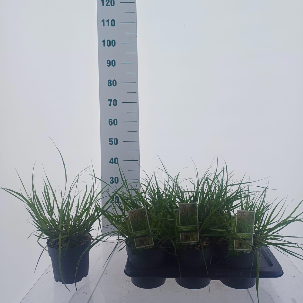 Pennisetum alopecuroides 'Red Head'.