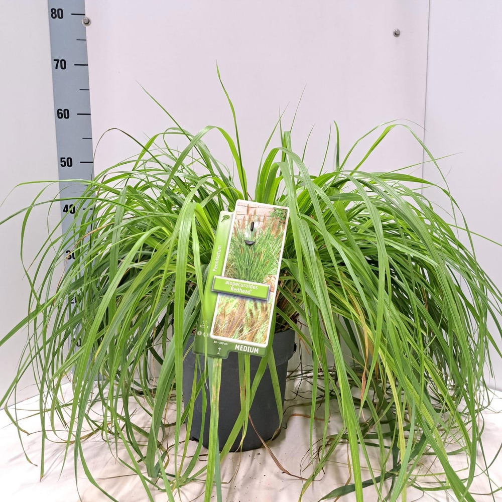 Pennisetum alopecuroides 'Red Head'.
