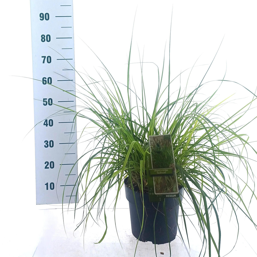 Pennisetum alopecuroides 'Red Head'.