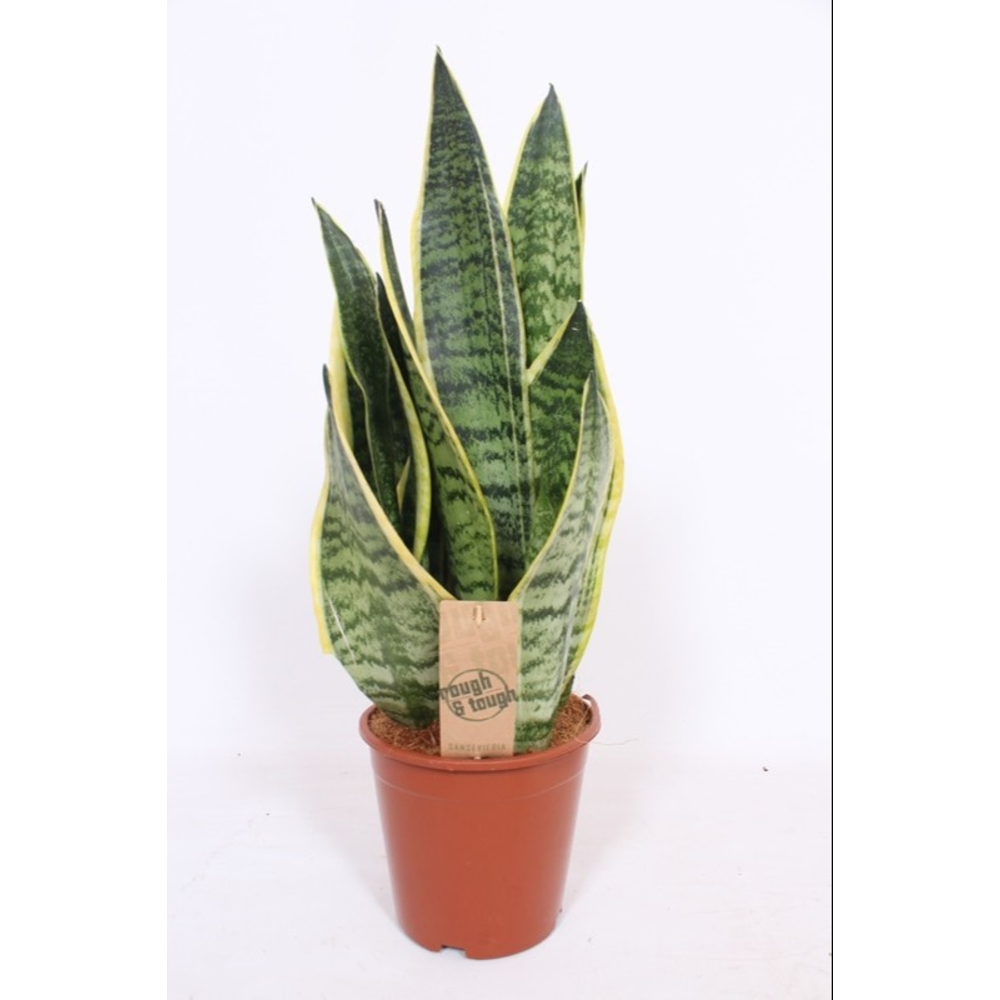 Sansevieria Superba.