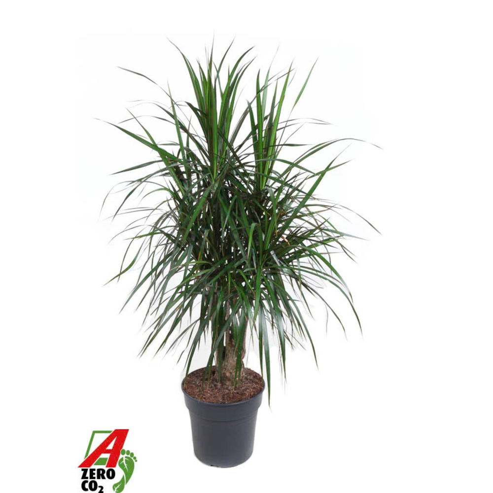 Dracaena Marginata vertakt P27.