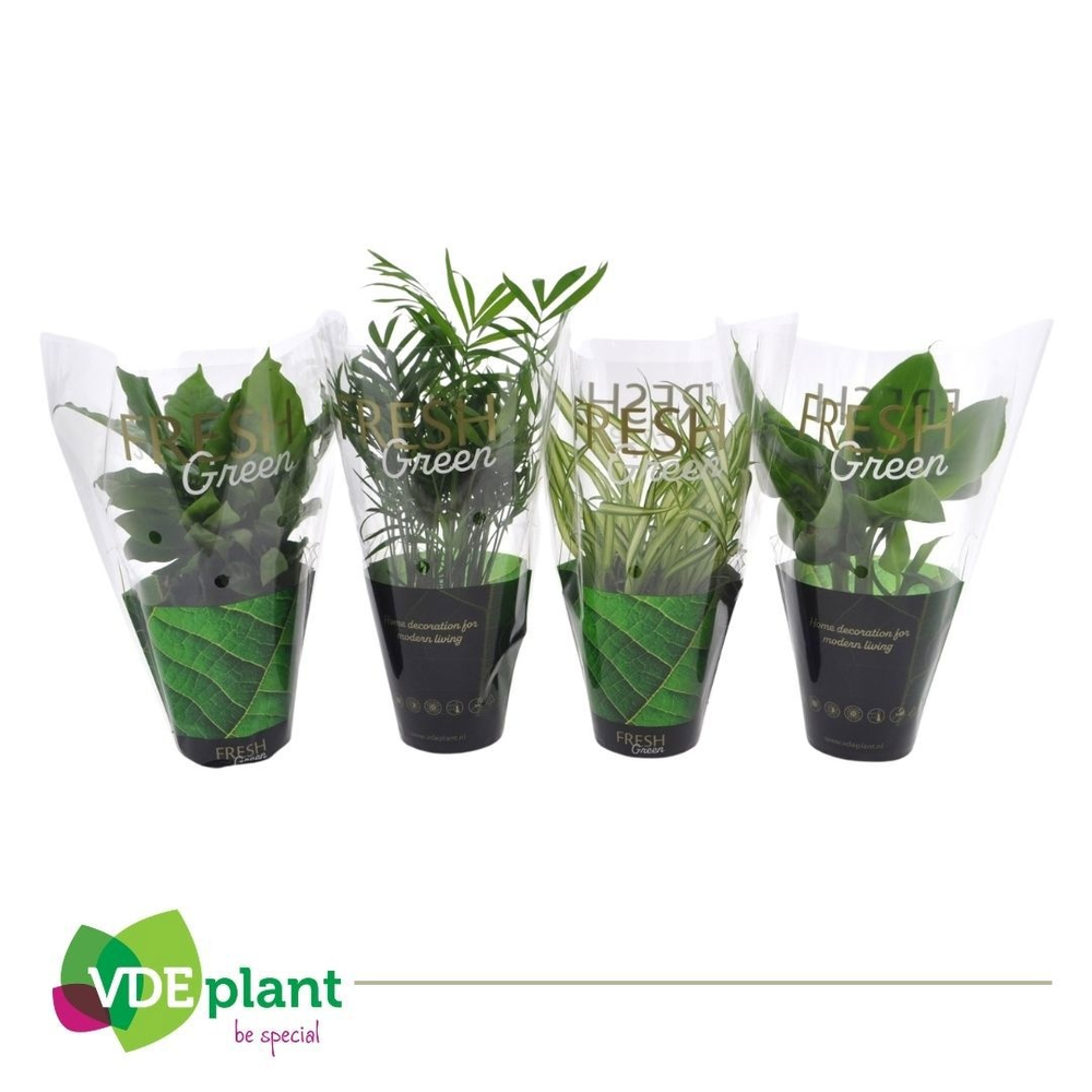 Fresh Green mix 12cm in Fresh Green hoes.