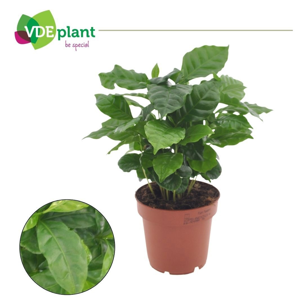Coffea Arabica.