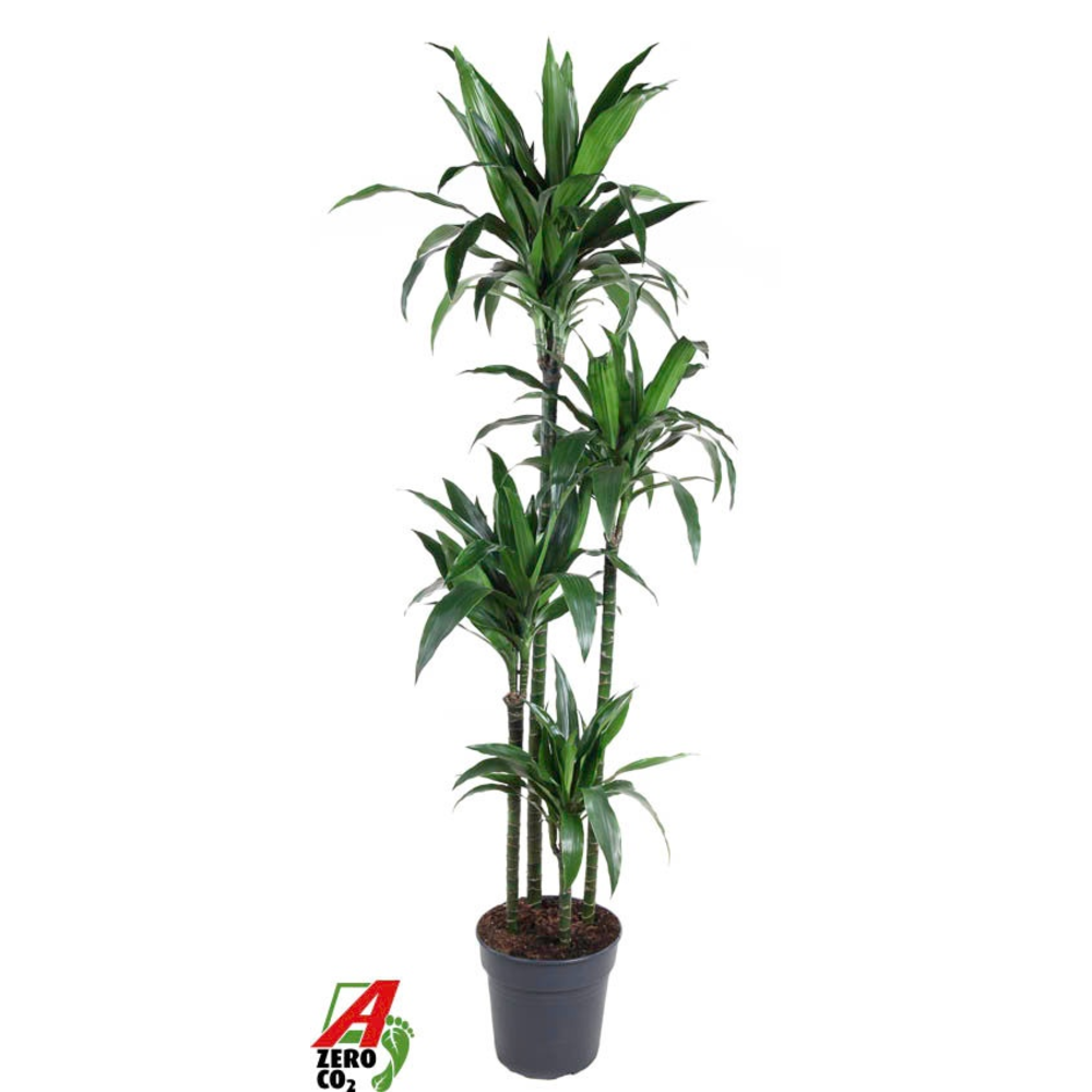 Dracaena Janet Craig 120-90-60-30.