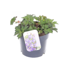 Geranium Rozanne.