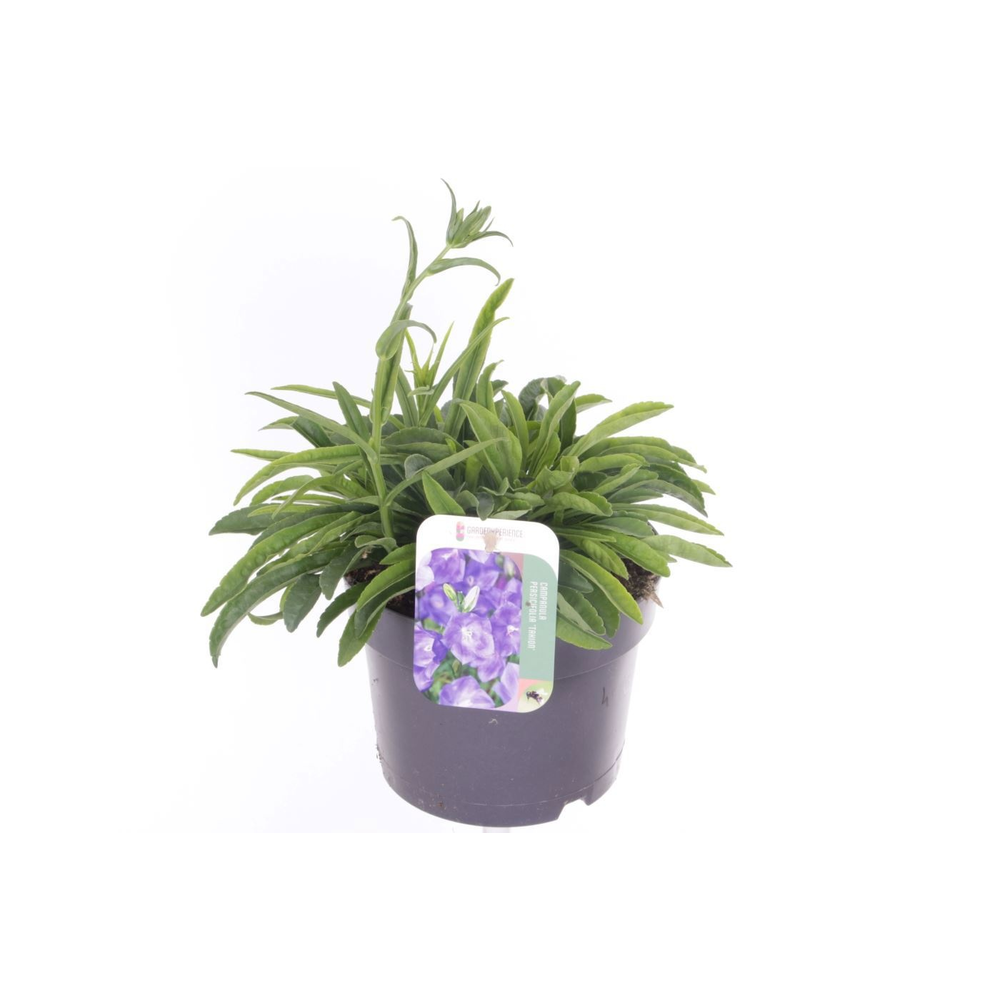 Campanula pers. Takion Blue.