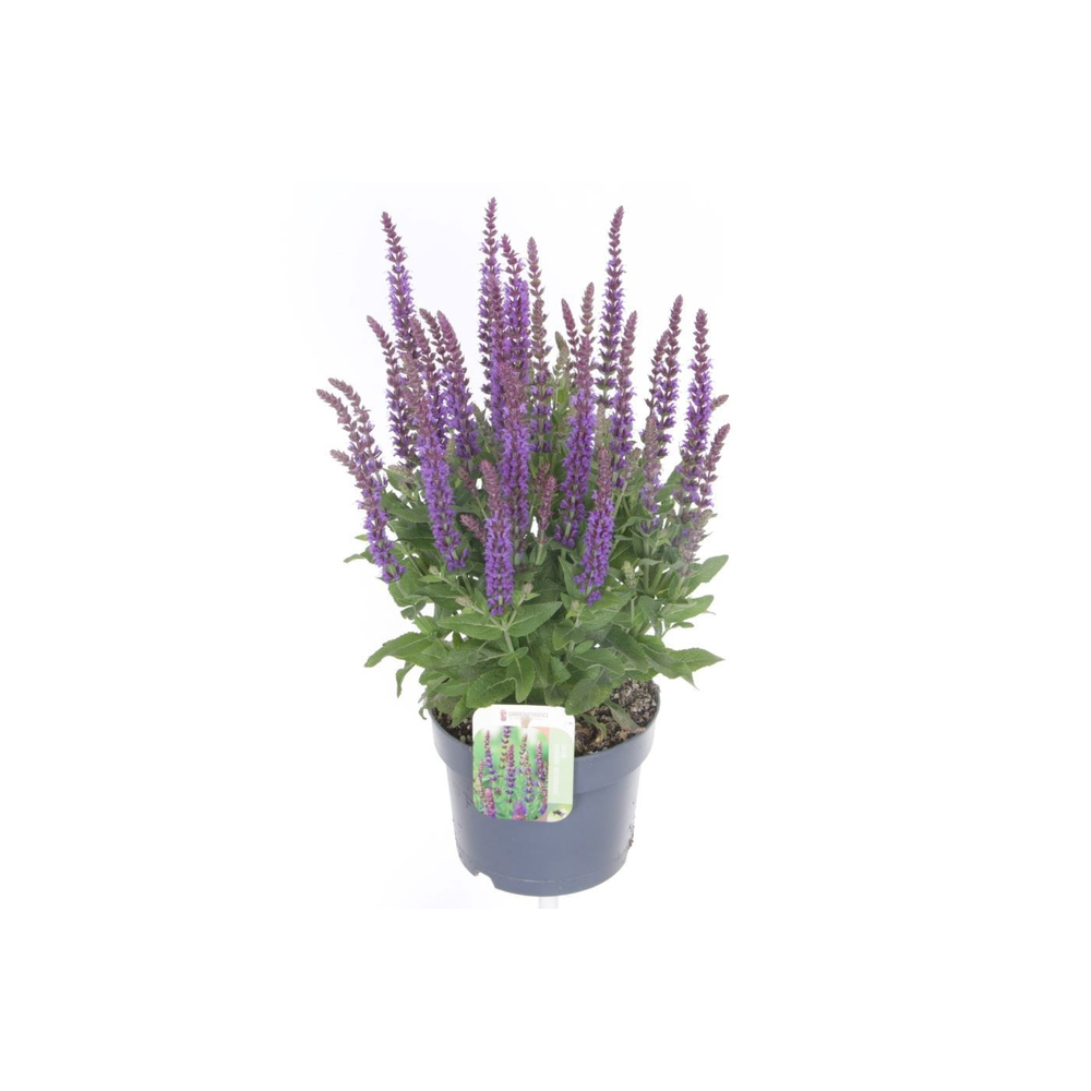 Salvia nemorosa Ostfriesland.