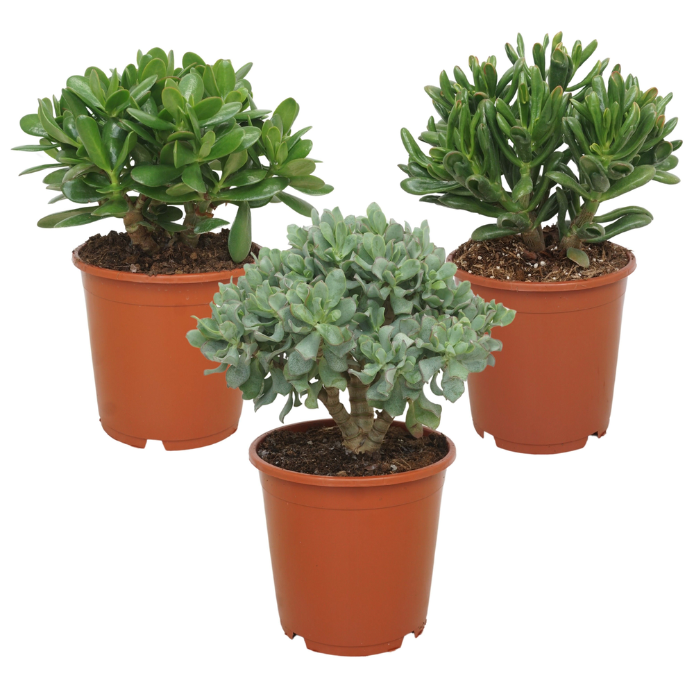 Crassula mix 21 cm.
