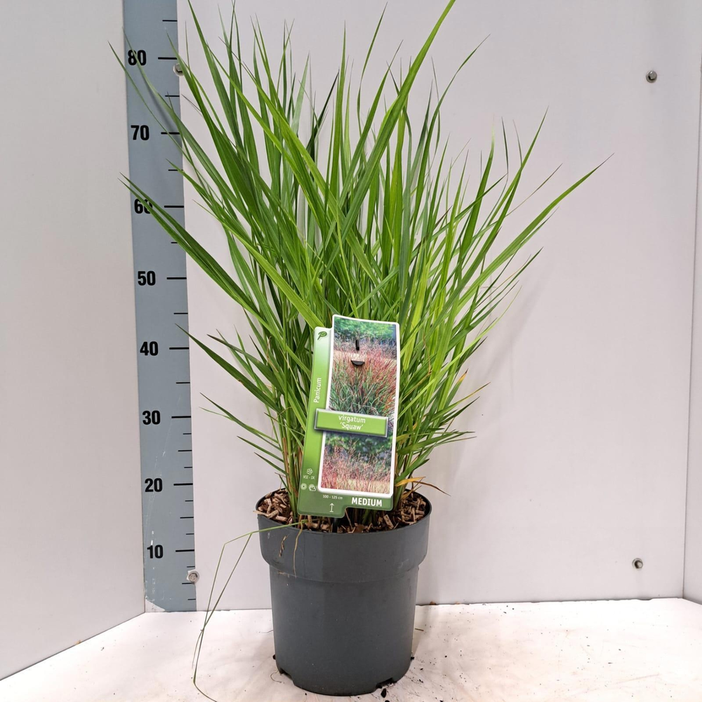 Panicum virgatum 'Squaw'.