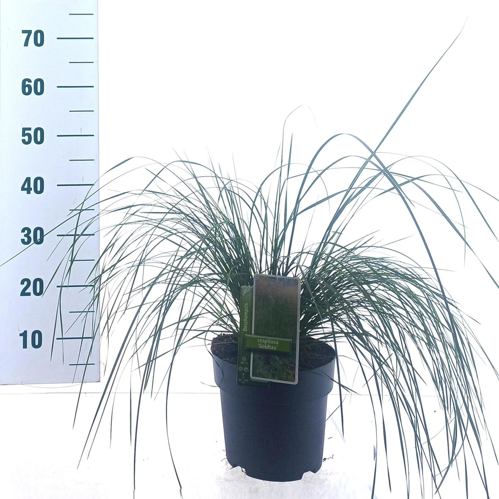 Deschampsia cespitosa 'Goldtau'.