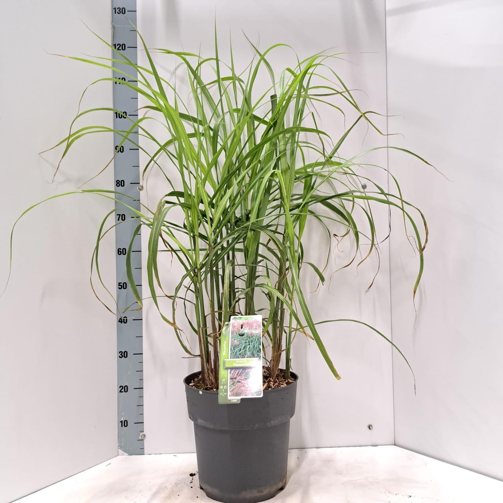 Miscanthus sin. 'Malepartus'.