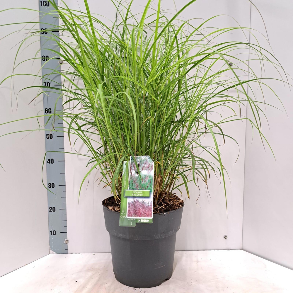 Miscanthus sin. 'Red Chief'.