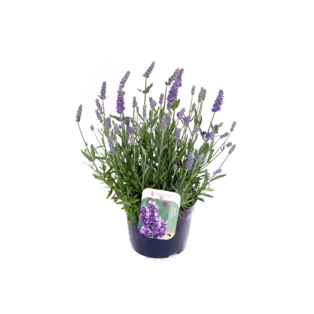 Lavandula ang. Ardeche blue.