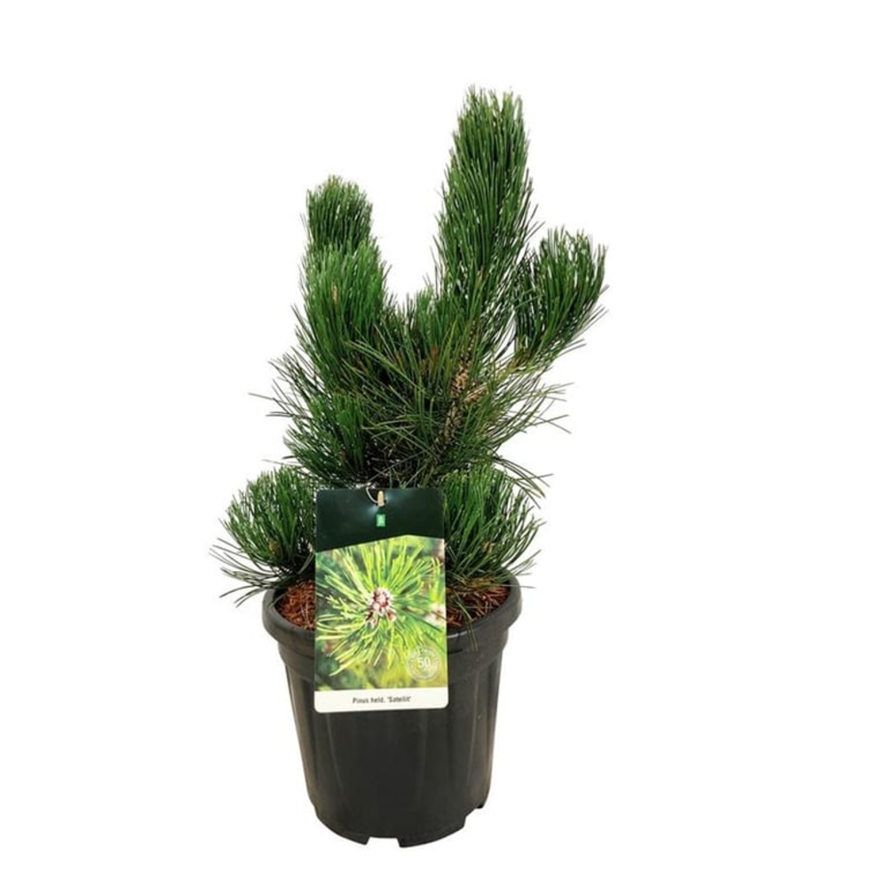 Pinus held. 'Satellit'.