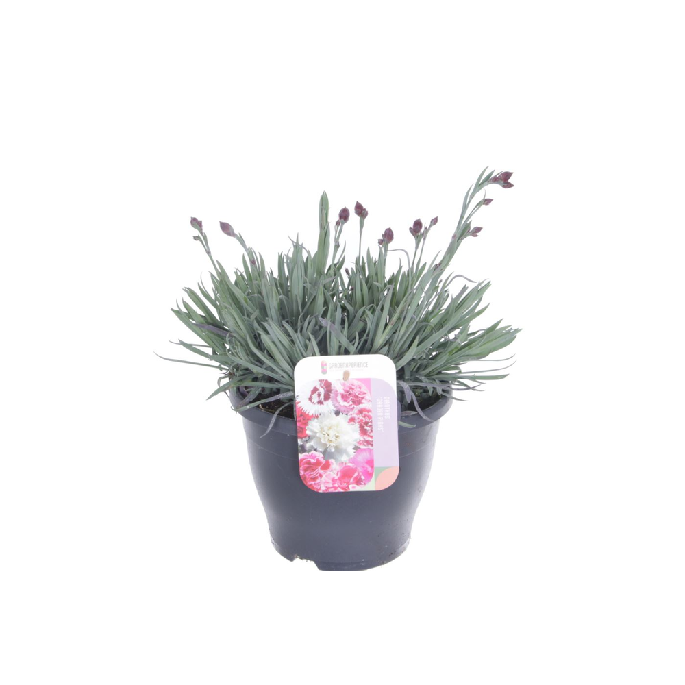Dianthus Patio Garden Pinks mix.