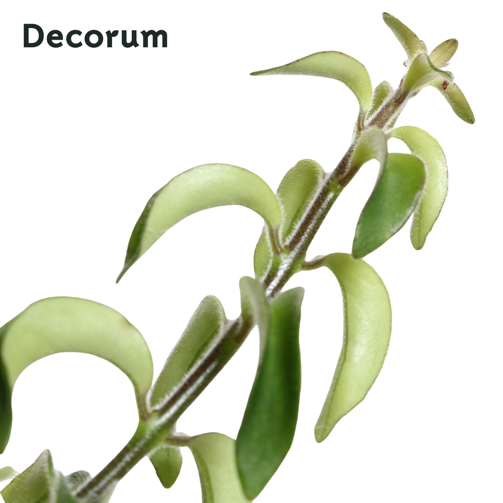 Aeschynanthus Swing ( met gekruld blad).