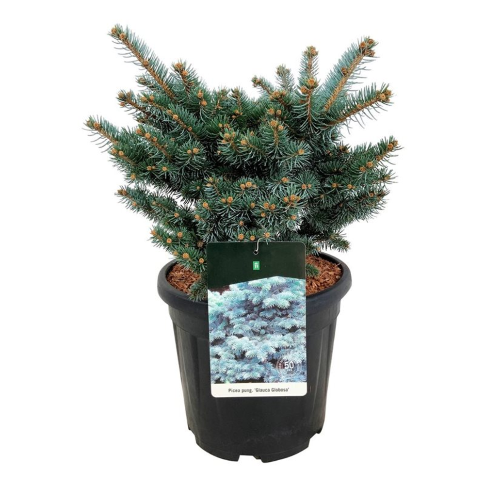Picea pung. 'Glauca Globosa'.