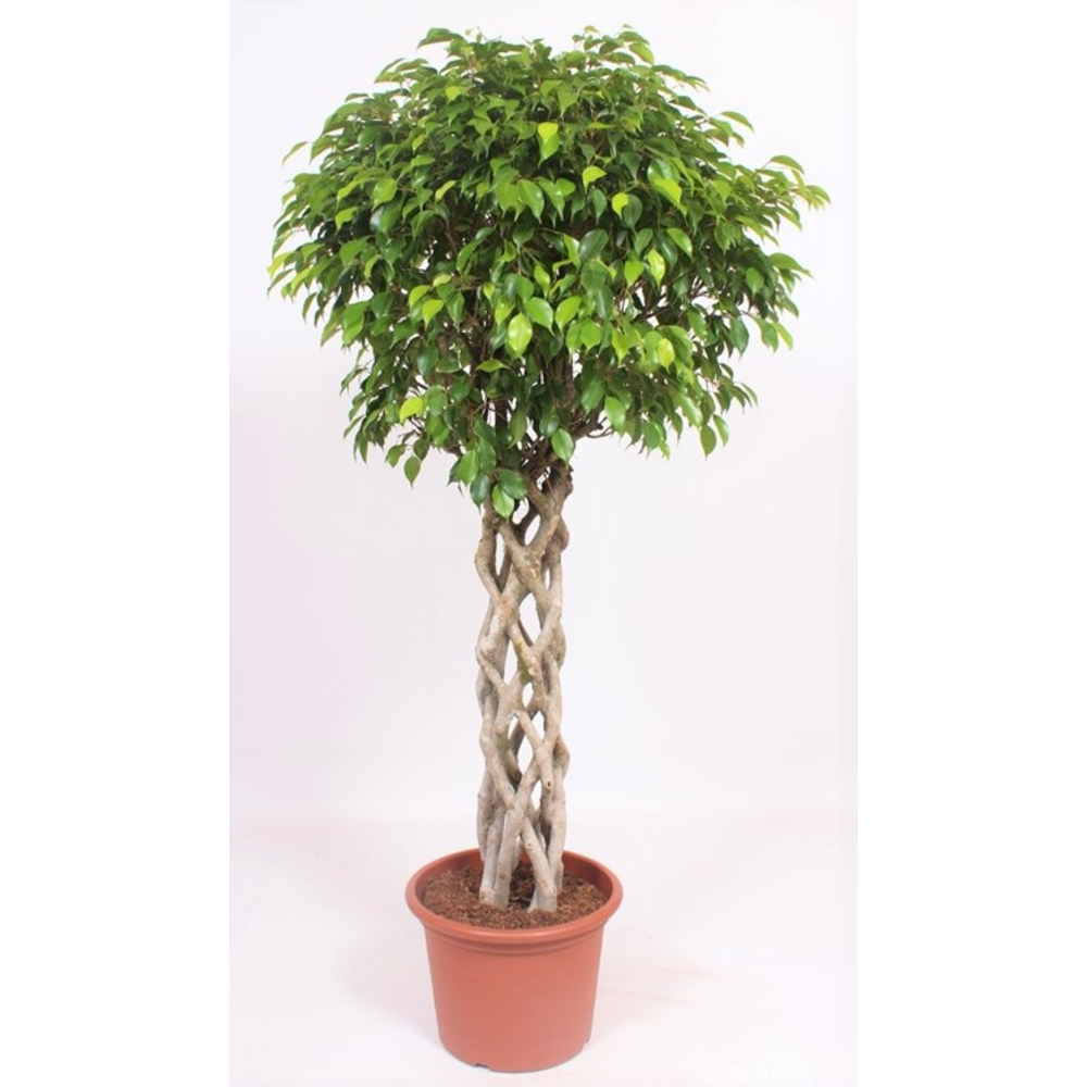 Ficus Exotica.
