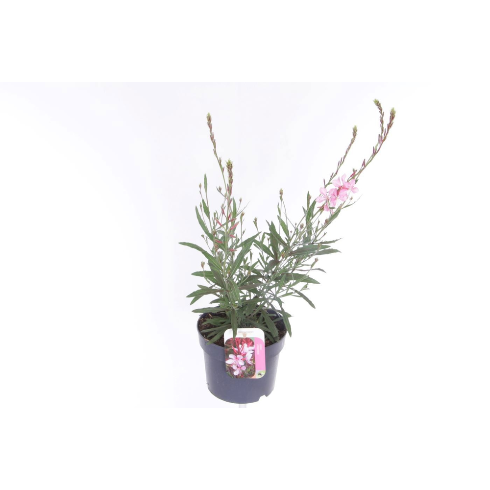Gaura lind. Geyser Pink.