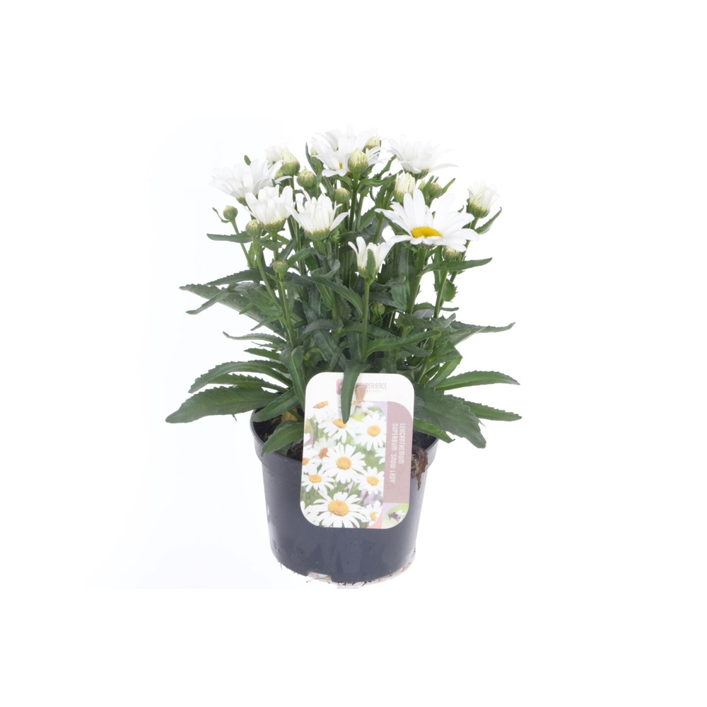 Leucanthemum Snow Lady.