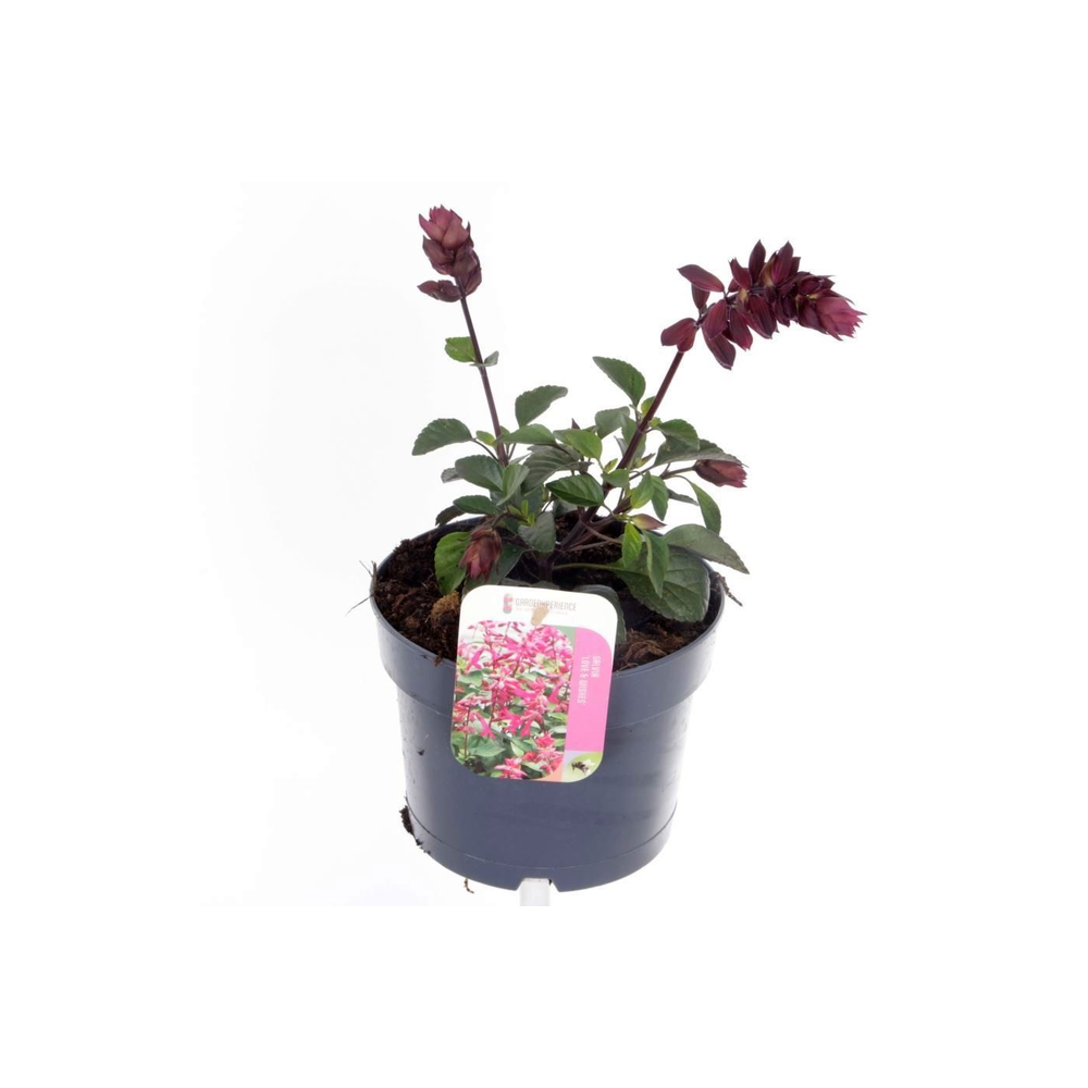 Salvia hybr. Love and Wishes.