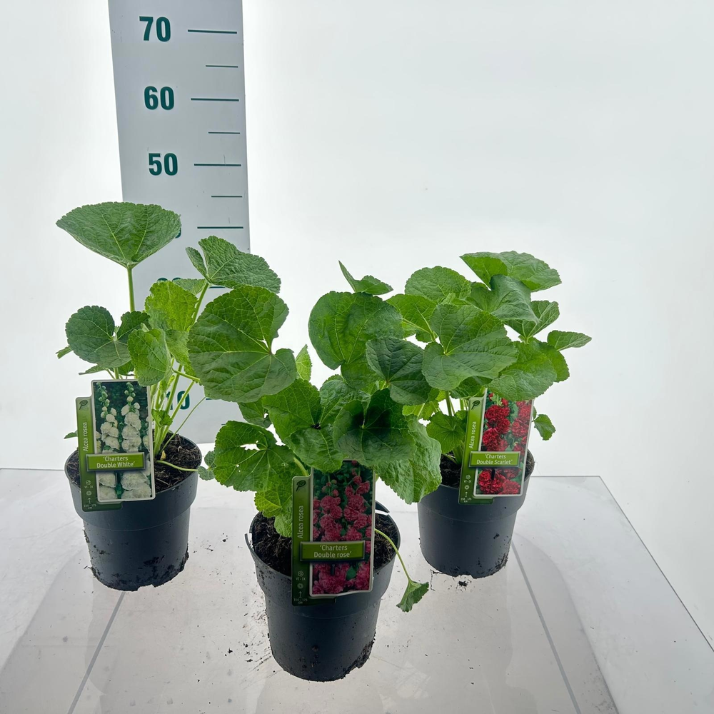 Alcea rosea 'Chater's Double' mix (minimum order o.