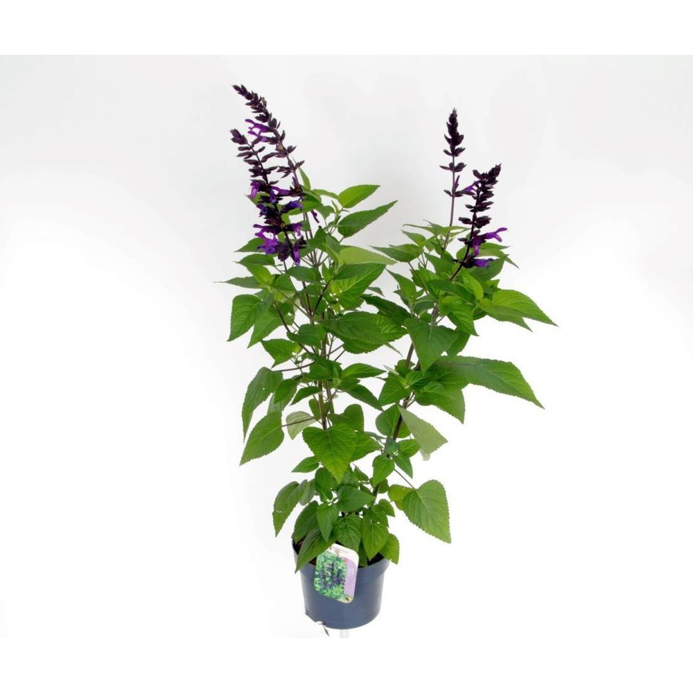 Salvia hybr. amistad.
