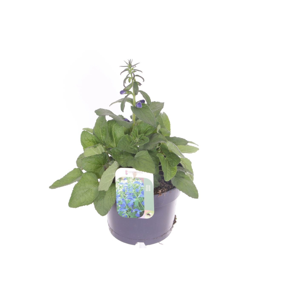 Salvia patens Patio Dark Blue.